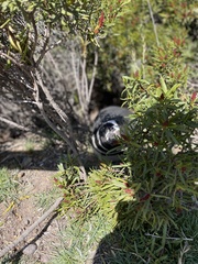 Spheniscus magellanicus