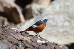 Phoenicurus erythrogastrus