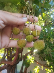 Arbutus × andrachnoides