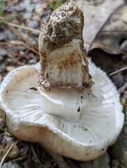 Tricholoma caligatum