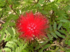 Calliandra haematocephala