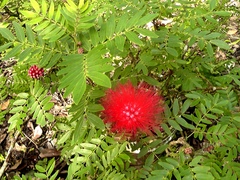 Calliandra haematocephala