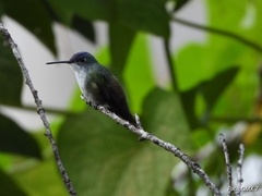 Saucerottia cyanocephala