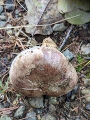 Tricholoma caligatum