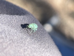 Pandeleteinus submetallicus