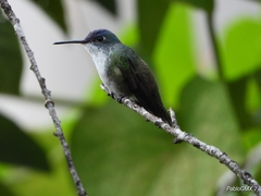 Saucerottia cyanocephala