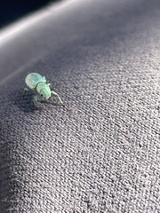 Pandeleteinus submetallicus