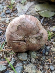 Tricholoma caligatum