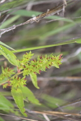 Acalypha