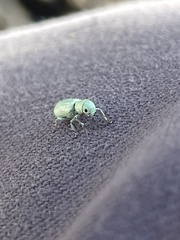 Pandeleteinus submetallicus