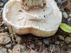 Tricholoma caligatum