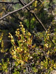 Muehlenbeckia hastulata