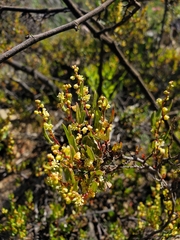 Muehlenbeckia hastulata