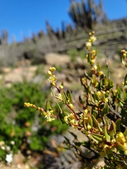 Muehlenbeckia hastulata