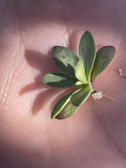 Androsace occidentalis