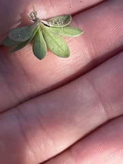 Androsace occidentalis