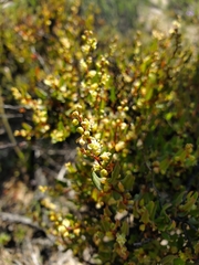 Muehlenbeckia hastulata