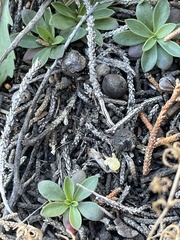 Androsace occidentalis