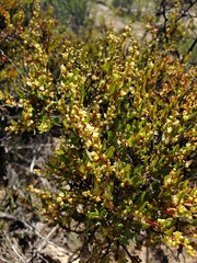 Muehlenbeckia hastulata