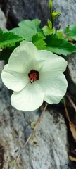 Hibiscus acicularis