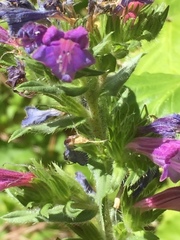 Echium rosulatum