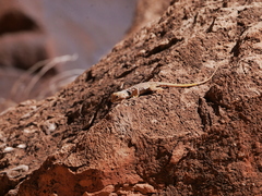 Crotaphytus bicinctores