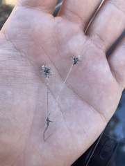 Ceratocephala testiculata