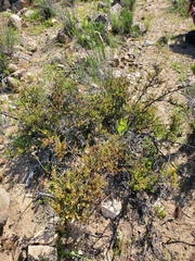 Muehlenbeckia hastulata