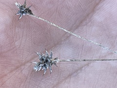 Ceratocephala testiculata