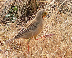 Macronyx capensis colletti