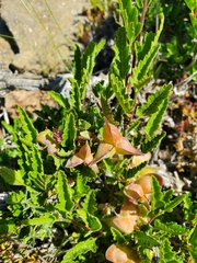 Bridgesia incisifolia