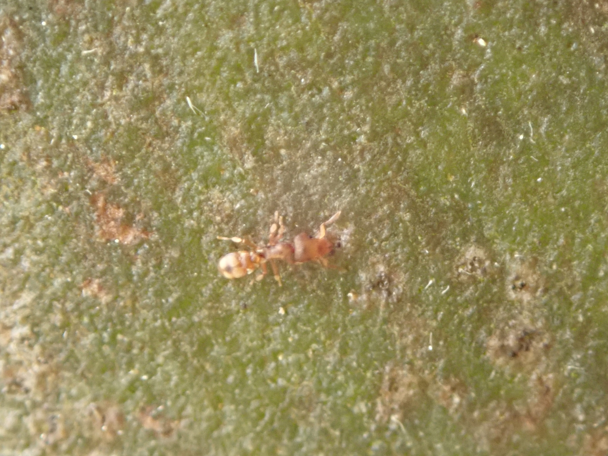 Colobostruma