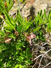 Bridgesia incisifolia