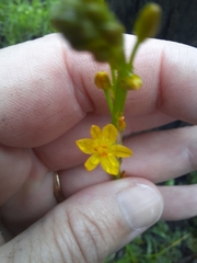 Bulbine bulbosa