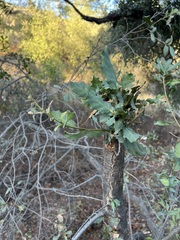 Quercus engelmannii