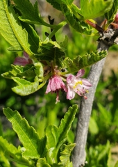 Bridgesia incisifolia