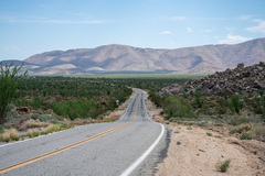 Fouquieria splendens splendens