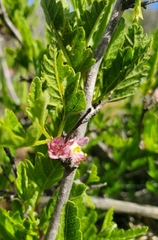 Bridgesia incisifolia