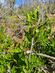 Bridgesia incisifolia