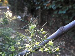 Asparagus aphyllus