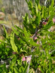 Bridgesia incisifolia