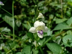 Asystasia intrusa