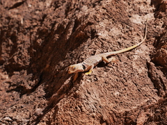 Crotaphytus bicinctores