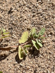 Euphorbia glyptosperma