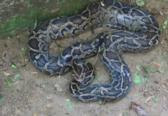 Python bivittatus