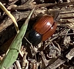 Aphodius