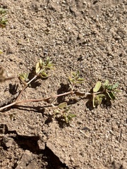 Euphorbia glyptosperma