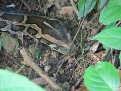 Python bivittatus