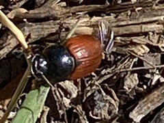 Aphodius
