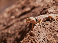 Crotaphytus bicinctores